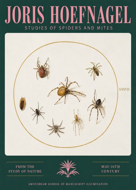 Joris Hoefnagel Study of Spiders and Mites - Plate Xxxvii. No3 - Poster