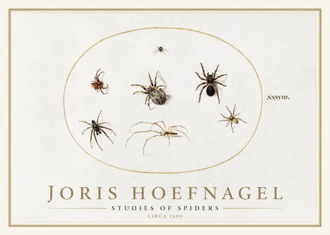 Joris Hoefnagel Studies of Spiders I No1 - Poster