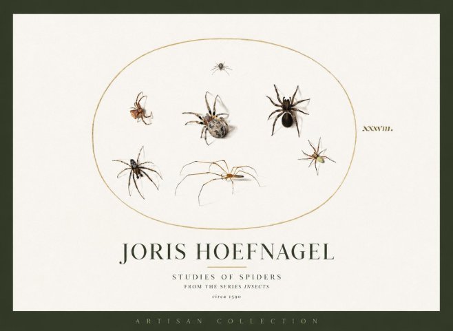 Joris Hoefnagel Studies of Spiders I No2 - Poster
