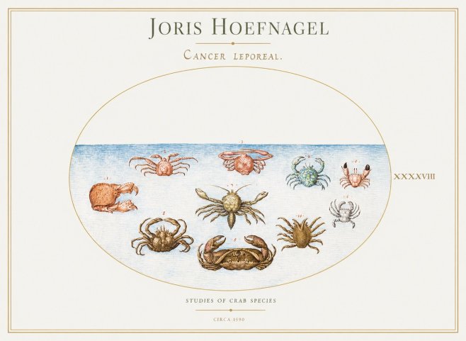 Joris Hoefnagel Cancer Leporeal. No1 - Poster
