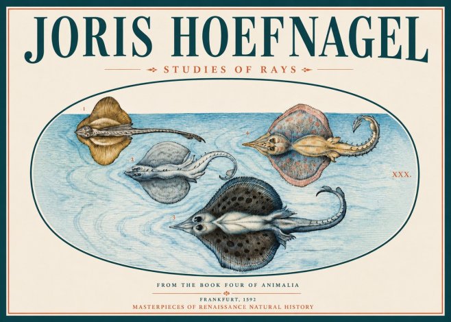 Joris Hoefnagel Rays and Skates No4 - Poster