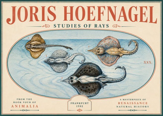 Joris Hoefnagel Rays and Skates No6 - Poster