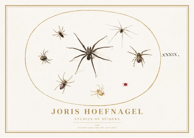 Joris Hoefnagel Studies of Spiders II No1 - Poster
