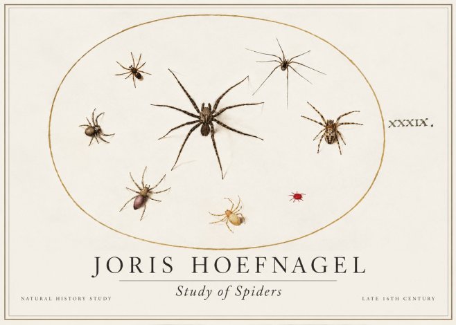 Joris Hoefnagel Studies of Spiders II No2 - Poster