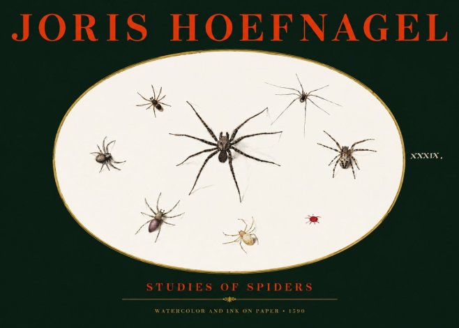 Joris Hoefnagel Studies of Spiders II No3 - Poster