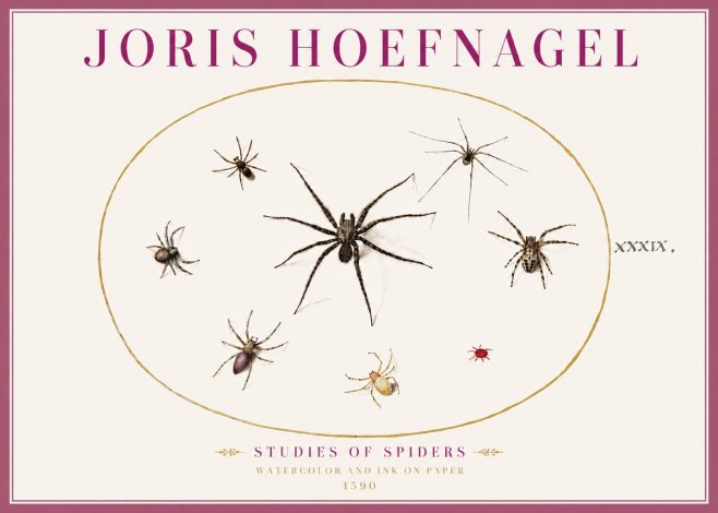 Joris Hoefnagel Studies of Spiders II No4 - Poster