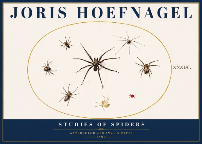 Joris Hoefnagel Studies of Spiders II No5 - Poster