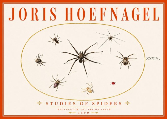 Joris Hoefnagel Studies of Spiders II No6 - Poster
