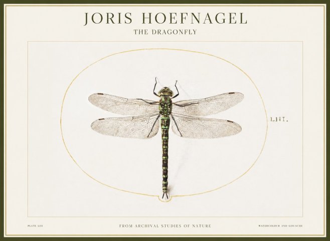 Joris Hoefnagel The Dragonfly No1 - Poster