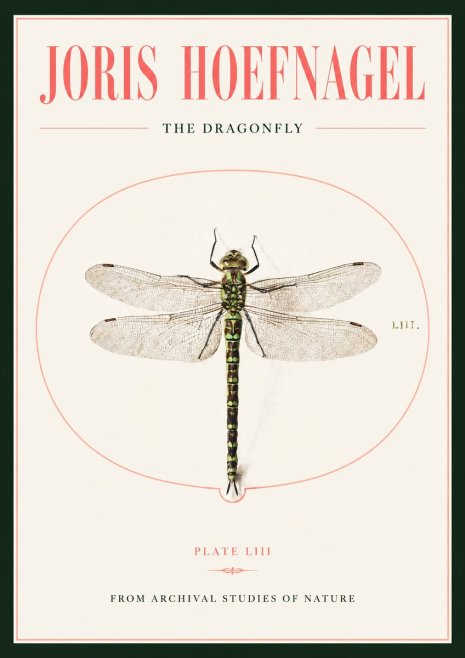Joris Hoefnagel The Dragonfly No2 - Poster