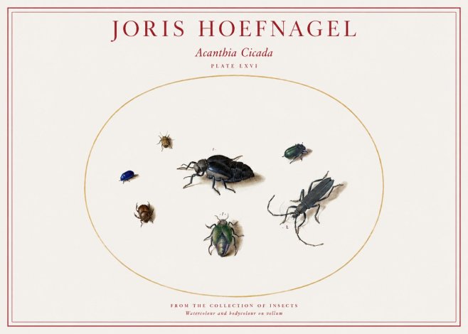 Joris Hoefnagel Acanthia Cicada No1 - Poster
