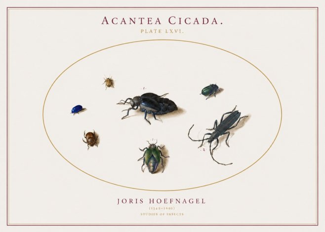 Joris Hoefnagel Acanthia Cicada No3 - Poster