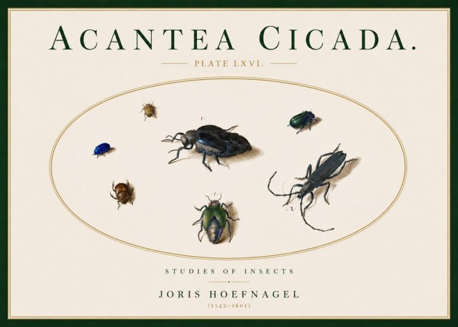 Joris Hoefnagel Acanthia Cicada No5 - Poster