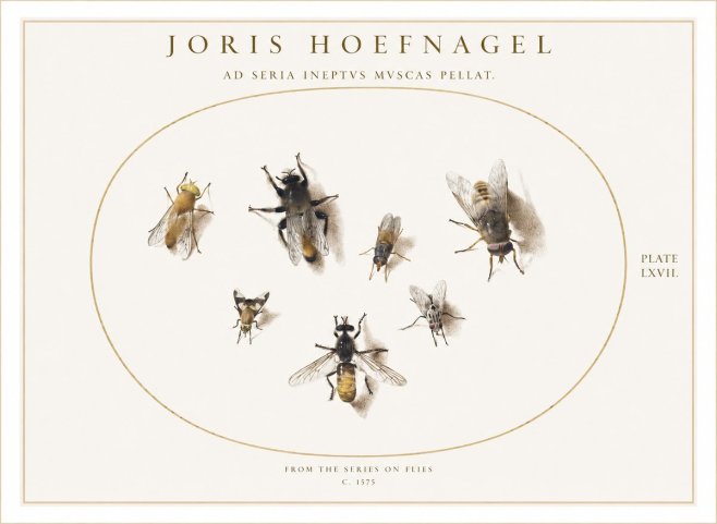 Joris Hoefnagel From the Series on Flies - Plate Lxvii. No1 - Poster
