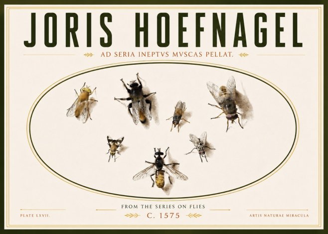 Joris Hoefnagel From the Series on Flies - Plate Lxvii. No4 - Poster