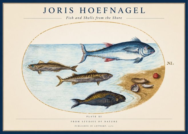 Joris Hoefnagel Fish and Shells from the Shore No1 - Poster