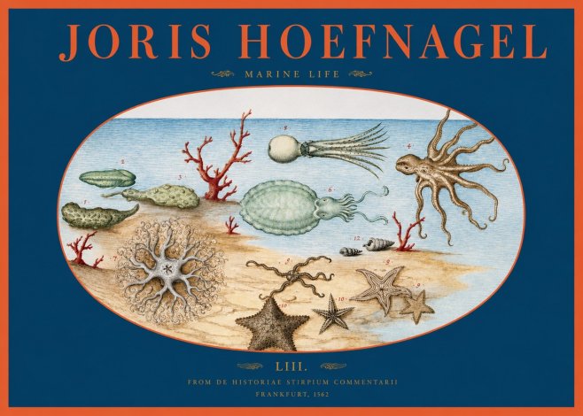 Joris Hoefnagel Marine Life No2 - Poster