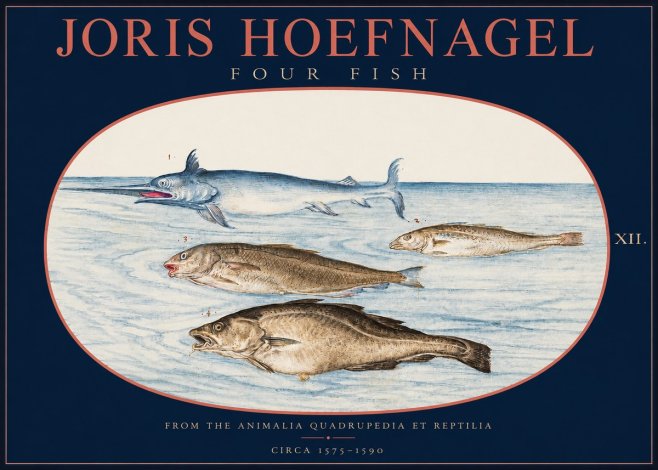 Joris Hoefnagel Four Fish No2 - Poster