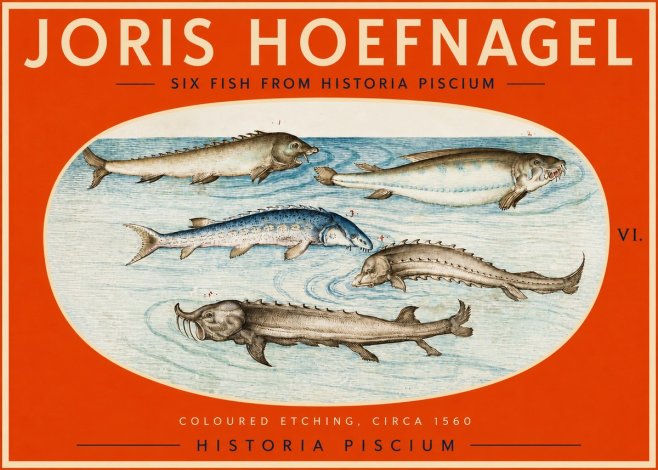 Joris Hoefnagel Fishes of Northern Waters No3 - Poster