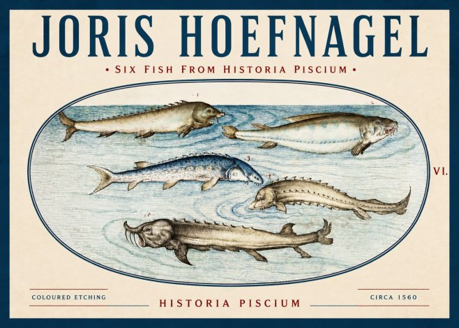 Joris Hoefnagel Fishes of Northern Waters No4 - Poster