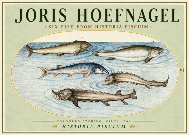 Joris Hoefnagel Fishes of Northern Waters No5 - Poster
