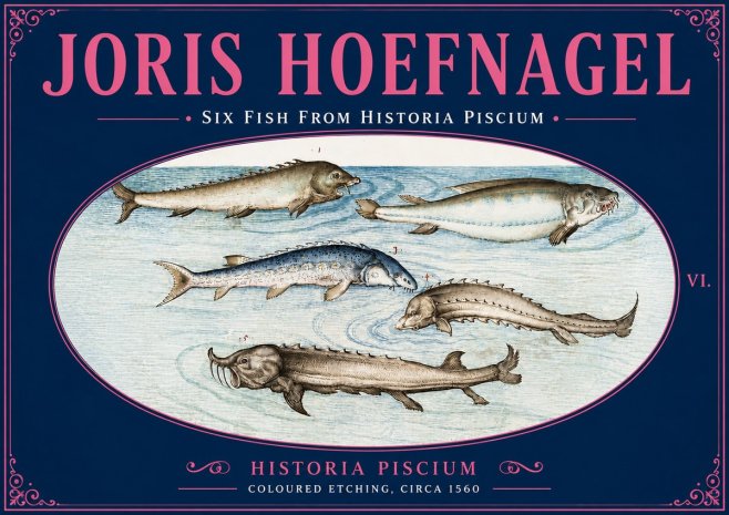 Joris Hoefnagel Fishes of Northern Waters No6 - Poster