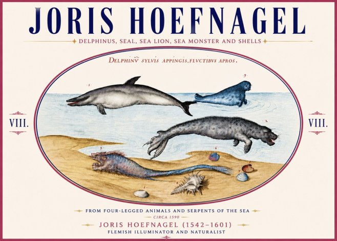 Joris Hoefnagel Delphinus, Seal, Sea Lion, Sea Monster and Shells No6 - Poster