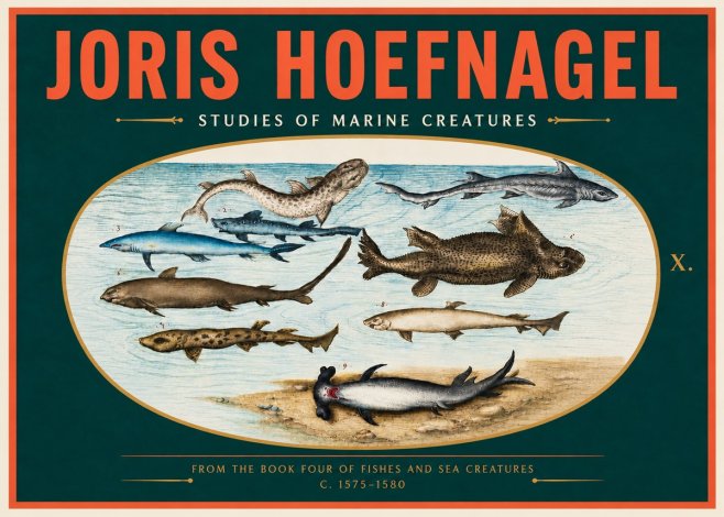Joris Hoefnagel Studies of Marine Creatures No4 - Poster