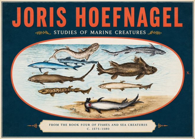 Joris Hoefnagel Studies of Marine Creatures No5 - Poster