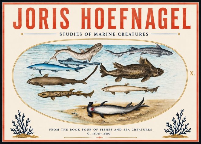 Joris Hoefnagel Studies of Marine Creatures No6 - Poster