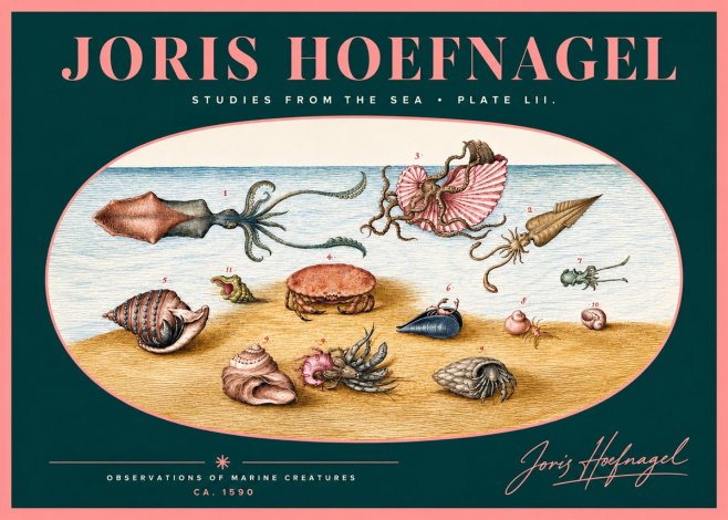 Joris Hoefnagel Marine Creatures - Plate Lii No2 - Poster