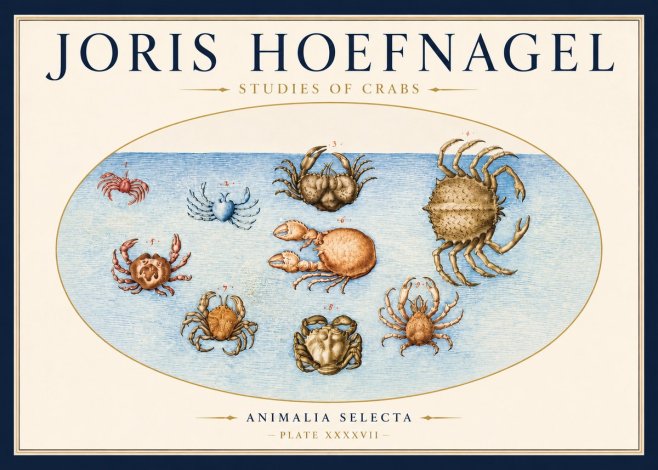 Joris Hoefnagel Studies of Crabs No3 - Poster
