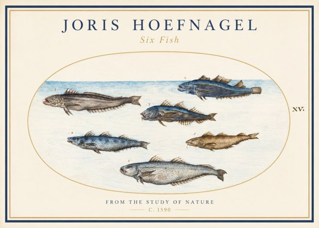 Joris Hoefnagel Six Fish No1 - Poster