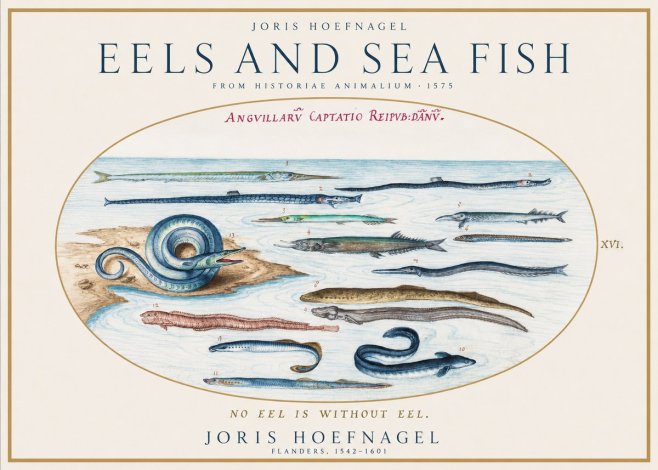 Joris Hoefnagel Eels and Sea Fish No1 - Poster