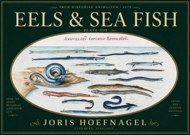 Joris Hoefnagel Eels and Sea Fish No6 - Poster