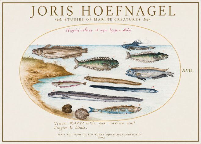 Joris Hoefnagel Plate Xvii from "De Piscibus Et Aquatilibus Animalibus" No1 - Poster