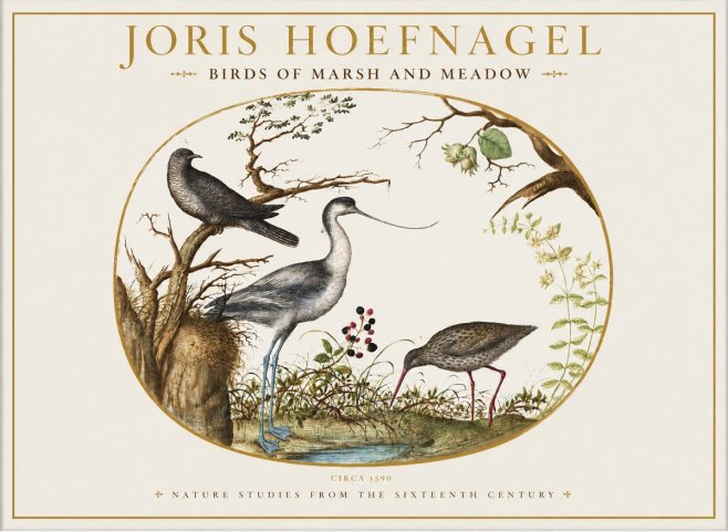 Joris Hoefnagel Birds of Marsh and Meadow No1 - Poster