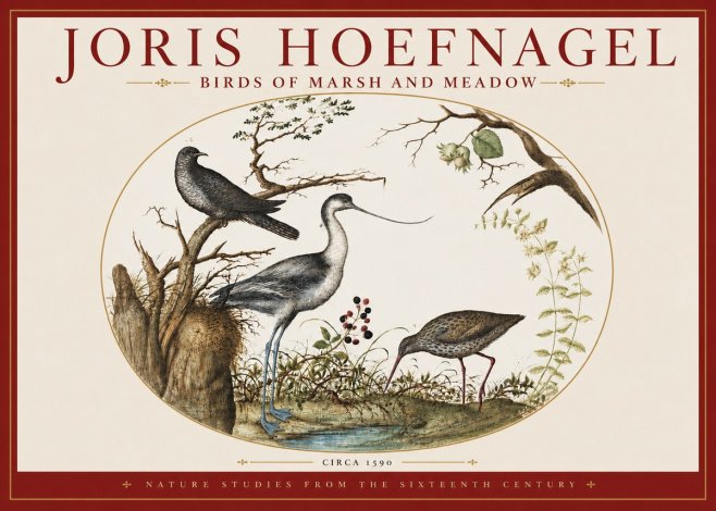 Joris Hoefnagel Birds of Marsh and Meadow No3 - Poster