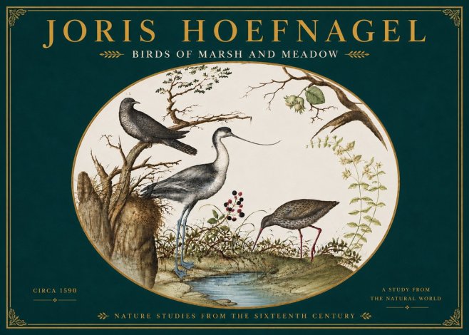 Joris Hoefnagel Birds of Marsh and Meadow No6 - Poster