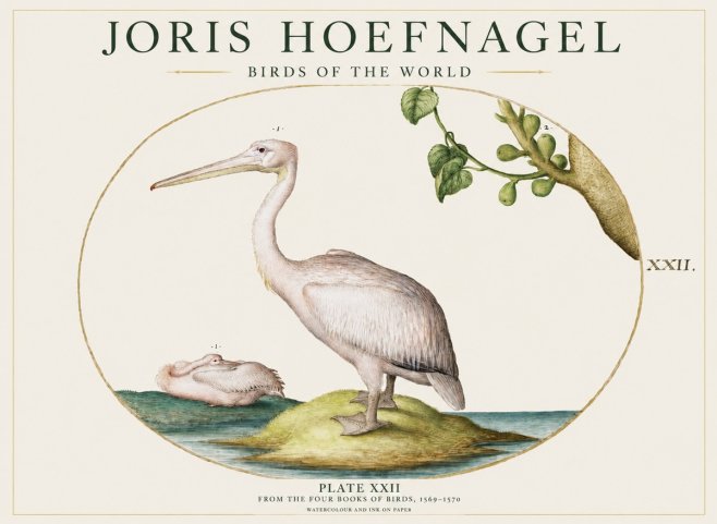 Joris Hoefnagel Plate Xxii No1 - Poster