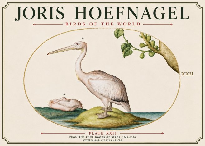 Joris Hoefnagel Plate Xxii No6 - Poster