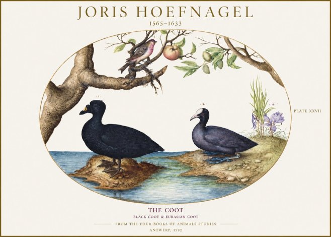 Joris Hoefnagel The Coot No1 - Poster