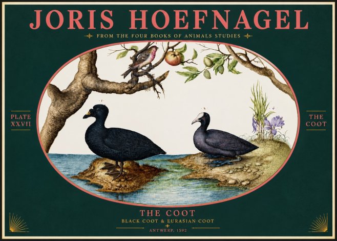 Joris Hoefnagel The Coot No4 - Poster