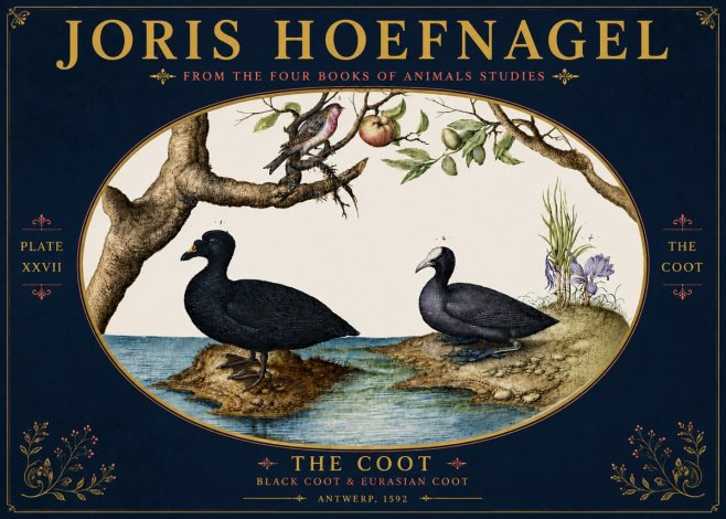Joris Hoefnagel The Coot No6 - Poster