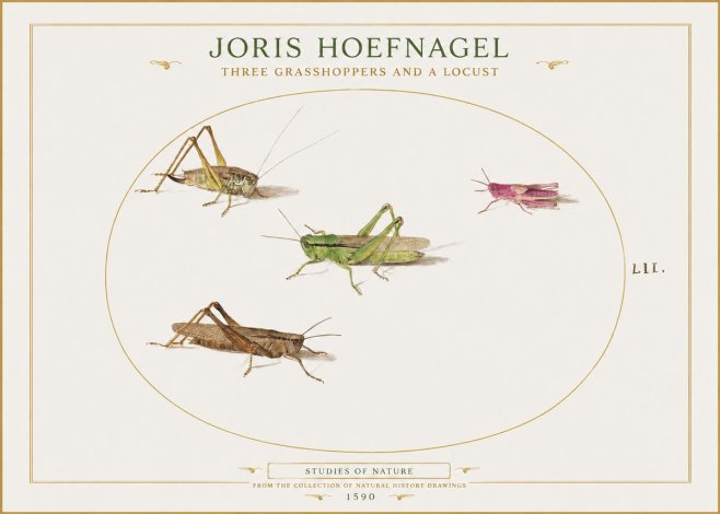 Joris Hoefnagel Three Grasshoppers and a Locust No1 - Poster