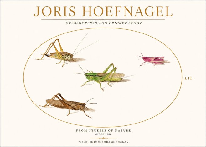 Joris Hoefnagel Three Grasshoppers and a Locust No2 - Poster