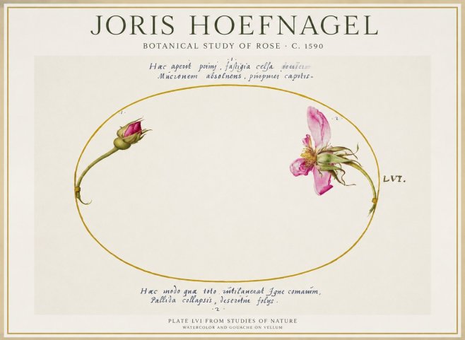 Joris Hoefnagel Botanical Study of Rose No1 - Poster