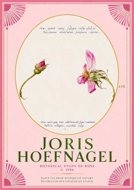 Joris Hoefnagel Botanical Study of Rose No2 - Poster