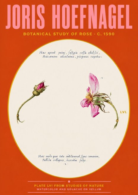 Joris Hoefnagel Botanical Study of Rose No4 - Poster