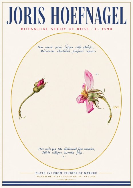Joris Hoefnagel Botanical Study of Rose No6 - Poster